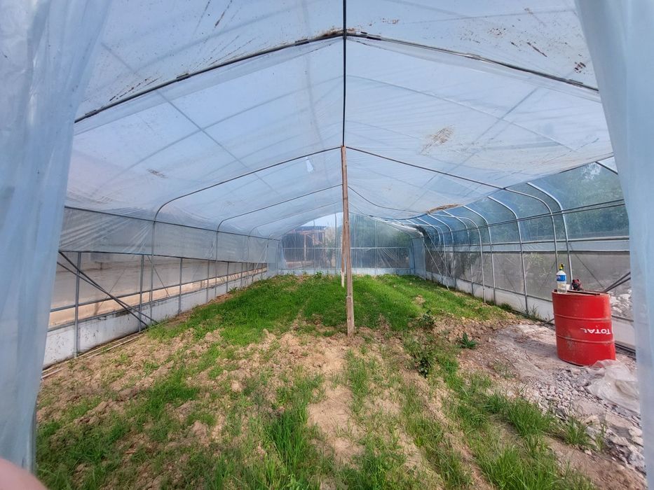 Koreyskiy Tandom teplicha sotiladi