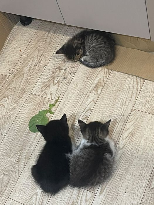 Отдам.  котята.в добрый