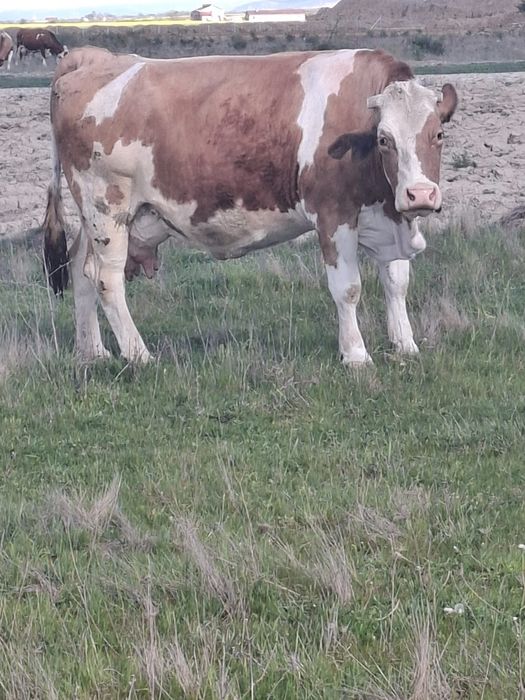 Vând vaca bălțată