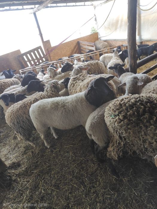 Oi mioare cu miei (toate sunt mieluțe) metis dorper