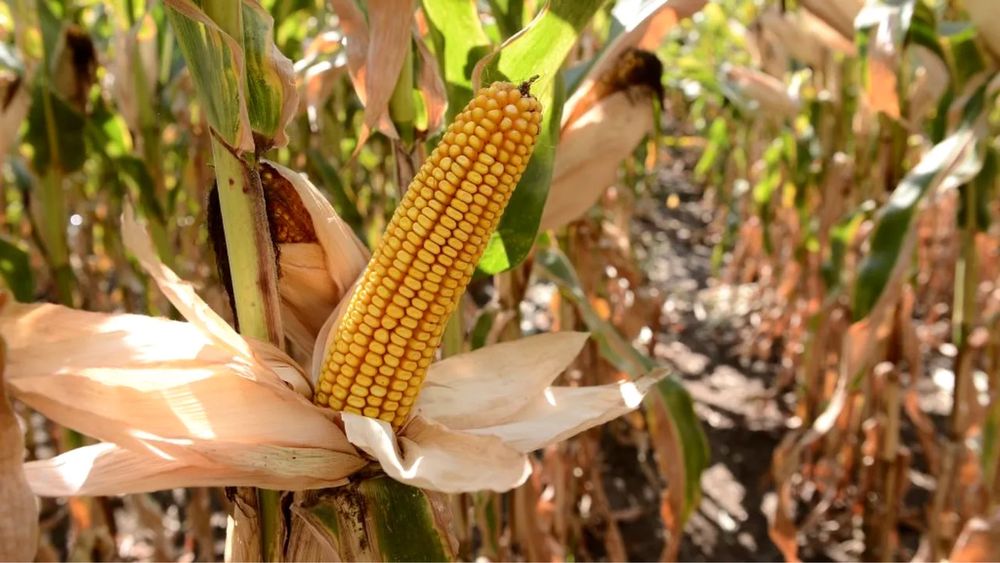 Porumb uscat si grau