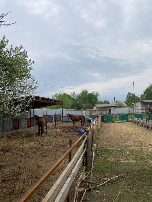 Продается фазенда