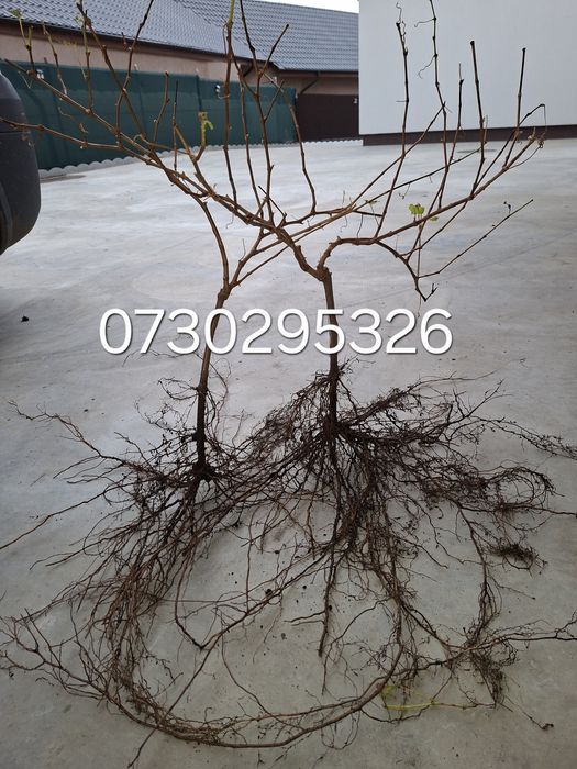 Butași viță de vie altoită si hibridă Autorizata si Certificată