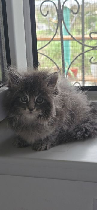 Мейн_кун мальчик