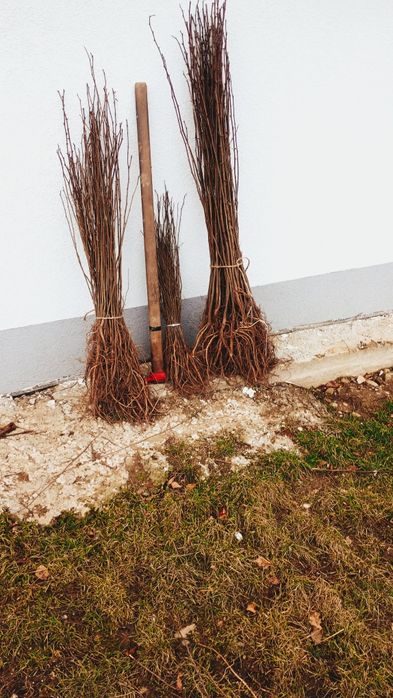 Puieti salcâm cu prindere sută la sută rădăcini bine dezvoltate