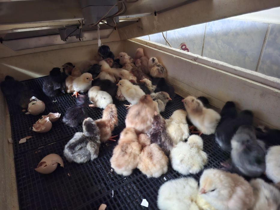 Цыплята суточные домашних кур