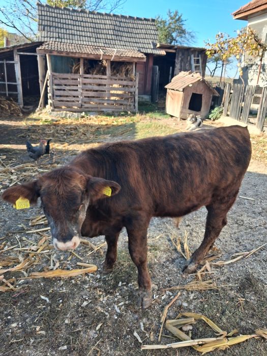 Taurasi angus roșu