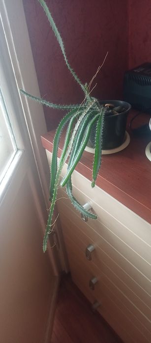 Продам драгон фрукт