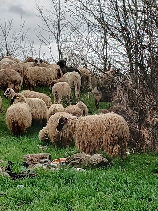 oi cu miei  de vanzare