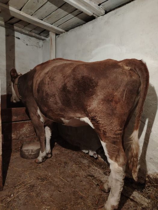 Продам корову с одним отёлом