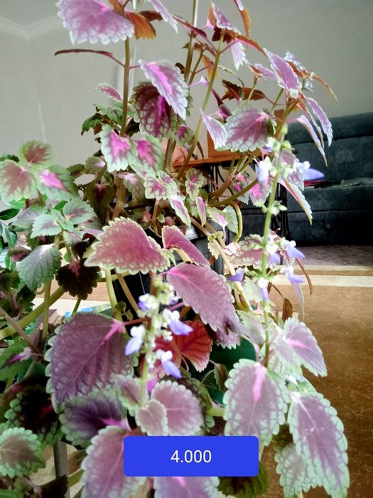 Продам Колеус по 500тг