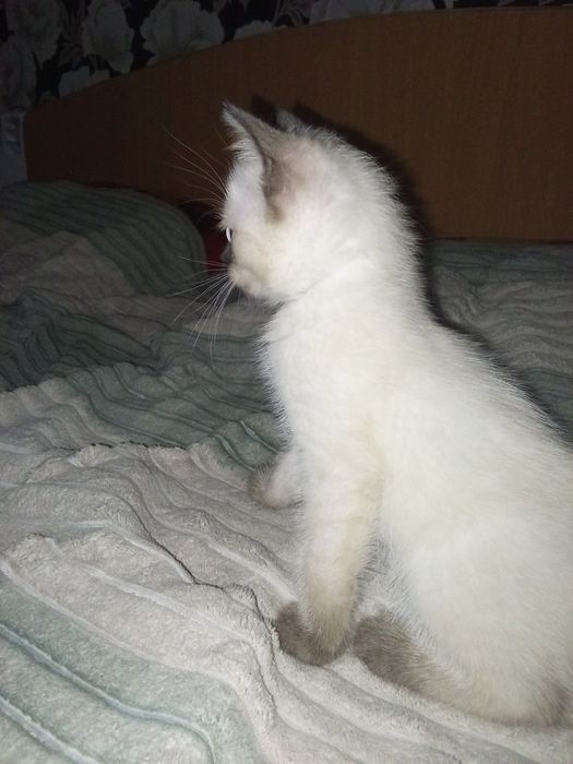 Отдам котенка в добрые руки.