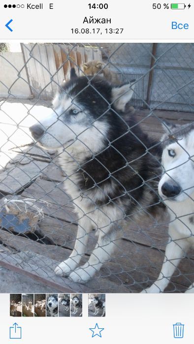 кобель пяти годовалый очень добрый вязка