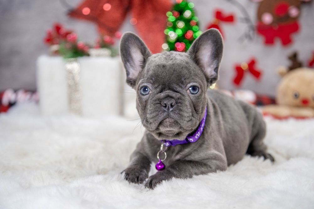 bulldog francez blue fetiță