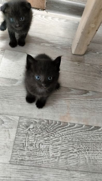 Отдам 4 котят в добрые руки