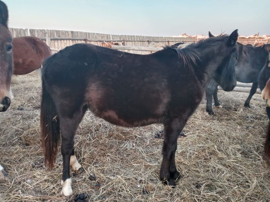 Продам кобылу двухгодовалую.