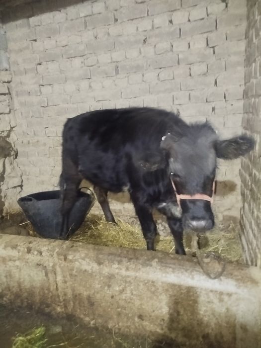 Mol Honajn sotiladi Nazarbek