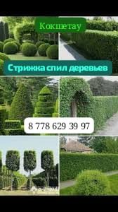 Клонирование стришка спил деревьев