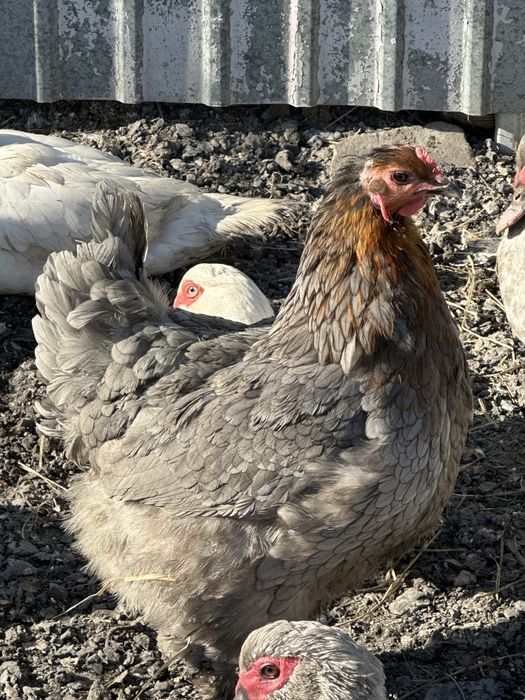 Инкубационные яйца кур микс