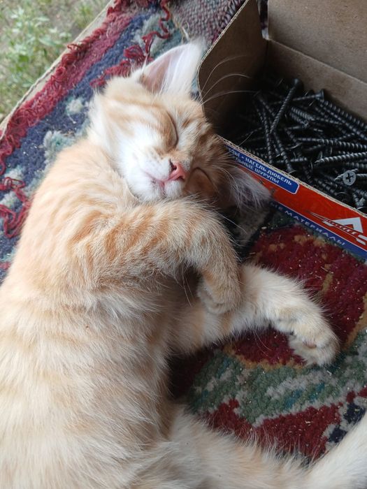 Отдам    котенка