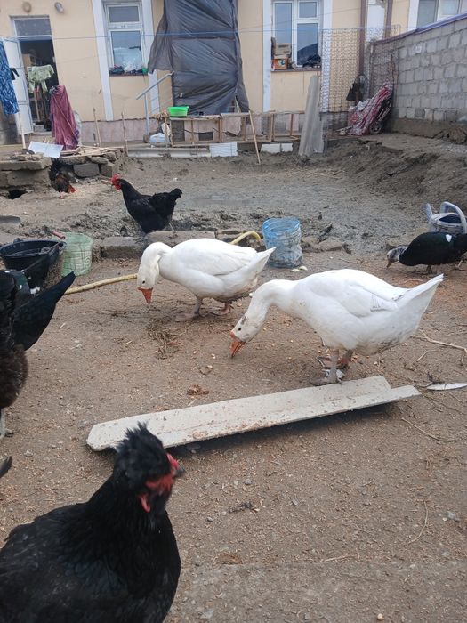 Bir jup g'ozlar sotiladi sog'lom narxi 650 ming jupi