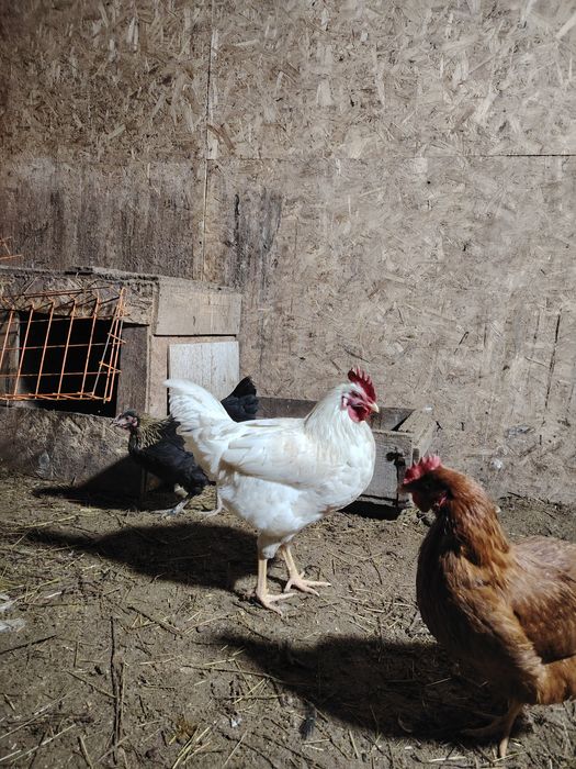 Продаются домашние петухи