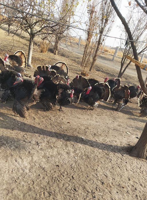 KURKA  INDUKA Jizzax viloyati