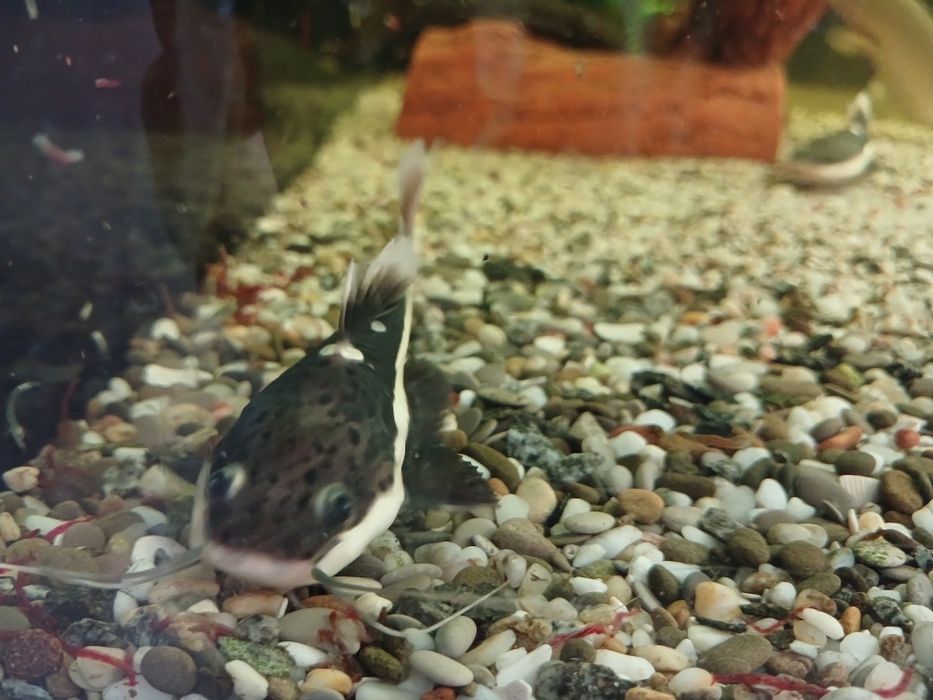 Краснохвостный (оринокский) сом