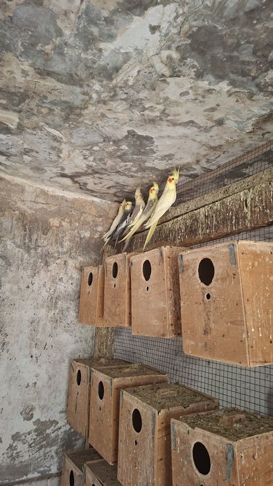 Продам попугаев оптом