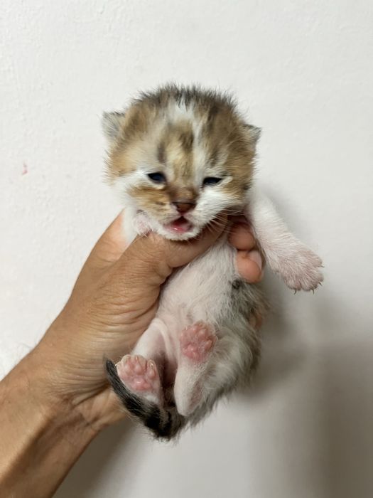 Продам котят полубританцы