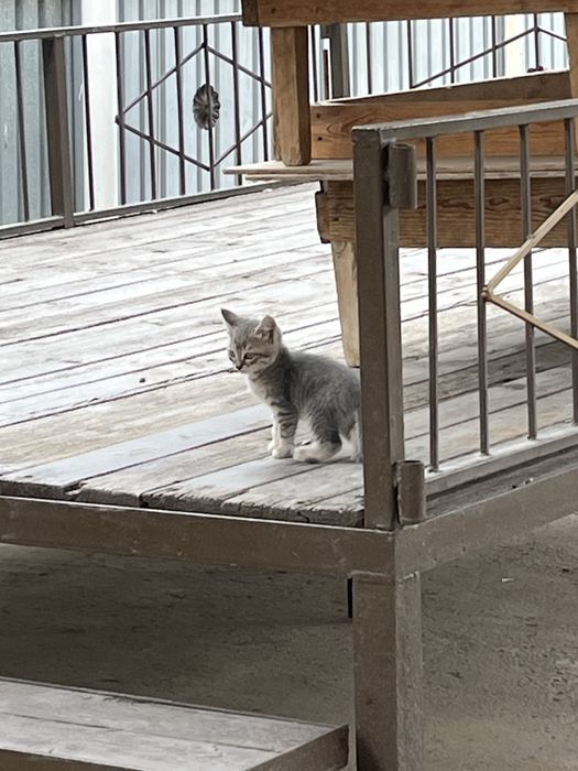 Котята Маргаулар