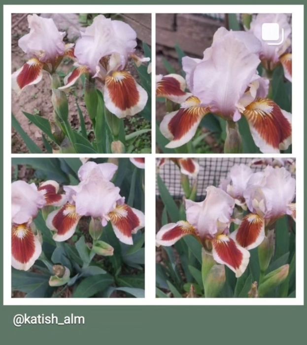 Карликовые ирисы