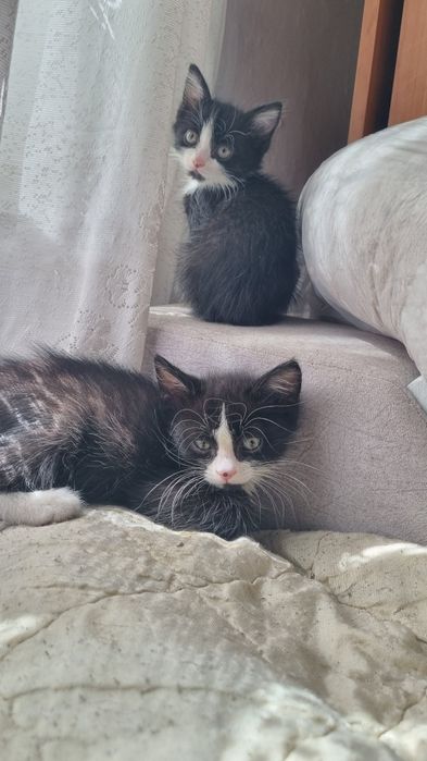 Отдам в надежные руки котят