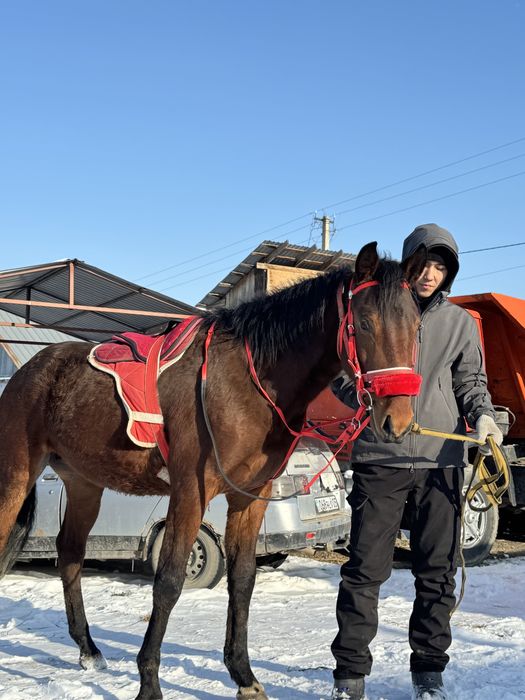3 жасар дөнен сатылады продам
