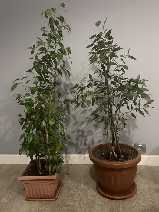 Фикус Бенджамина