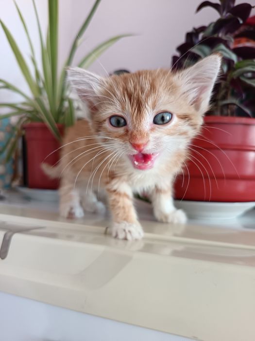 Котята бесплатно, доставкой на дом