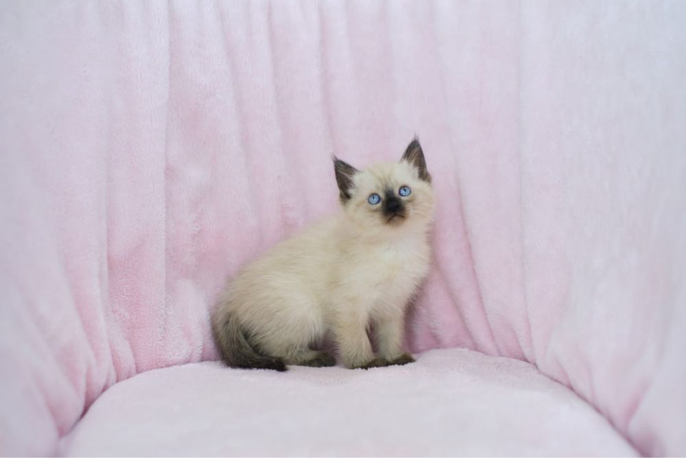 Сиамские котята мальчики