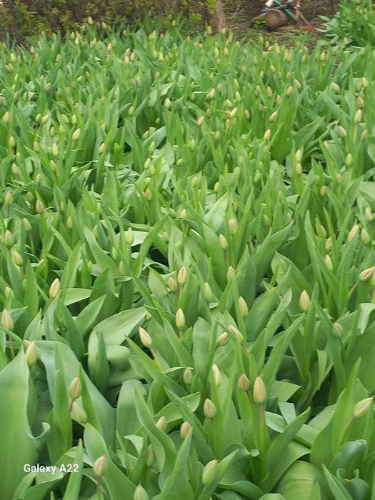 Тюльпан сатылады