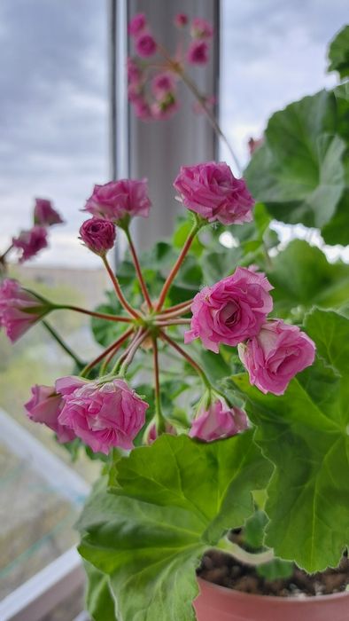 Пеларгония Ю Мерлизон 2