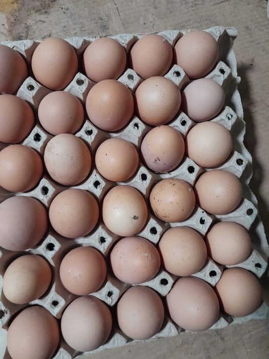 Ouă de găină producător local