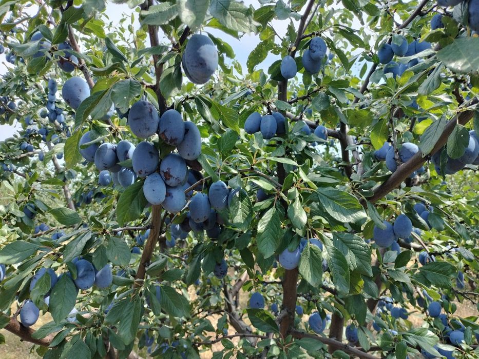 Prune de tuica palinca