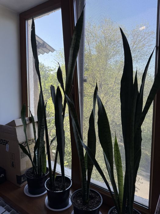 Комнатные цветы - Сансеверия