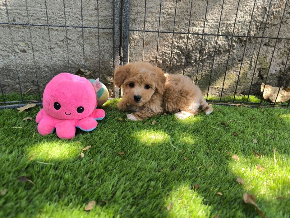 Vand fetita Maltipoo f1 rosu toy