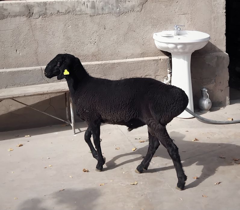 Продаётся Баран породистый