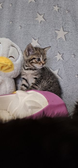 Британский котёнок девочка