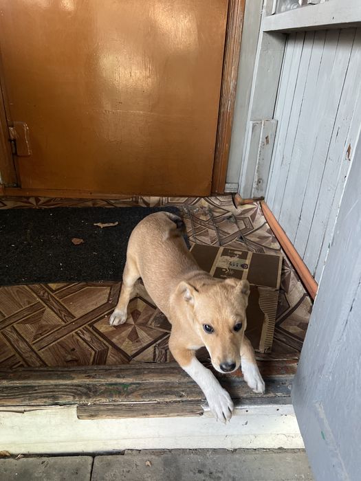 Отдам щенка