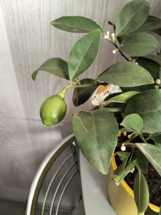 Продам лимонные деревья