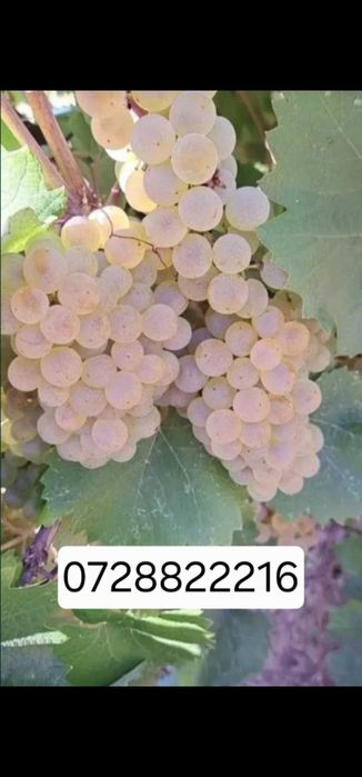 Struguri pentru vin productie 2026