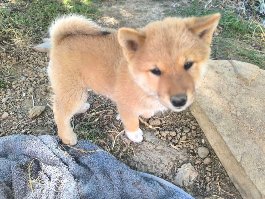 Vand pui shiba inu