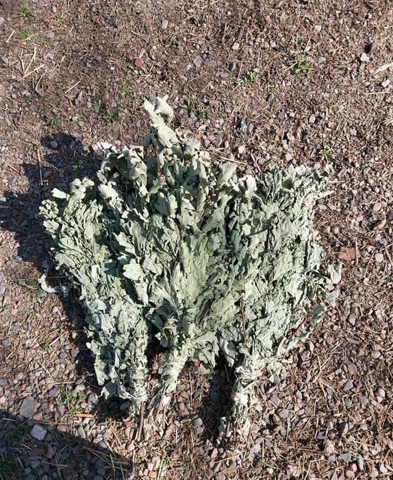 Весенние веники дубовые